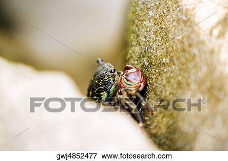 A crab, La Jolla Reefs, San Diego Bay, San Diego, California, USA View Large Photo Image Stock Photo - A crab, La Jolla Reefs, San Diego Bay, San Diego, California, USA. Fotosearch