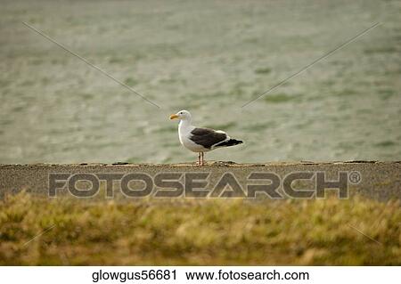 Bird perching on the water's edge View Large Photo Image Stock Image - Bird perching on the water's edge. Fotosearch