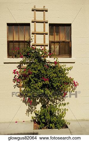 Bougainvillea plant in front of closed window View Large Photo Image Picture - Bougainvillea plant in front of closed window. Fotosearch