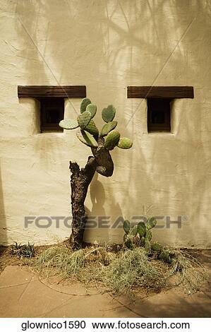 Stock Image - Cactus plant growing against a stucco building. Fotosearch