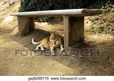 Cat lying under a bench, La Jolla Reefs, San Diego, California, USA View Large Photo Image Stock Photo - Cat lying under a bench, La Jolla Reefs, San Diego, California, USA. Fotosearch