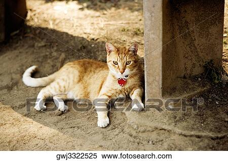 Cat lying under a bench, La Jolla Reefs, San Diego, California, USA View Large Photo Image Stock Photography - Cat lying under a bench, La Jolla Reefs, San Diego, California, USA. Fotosearch