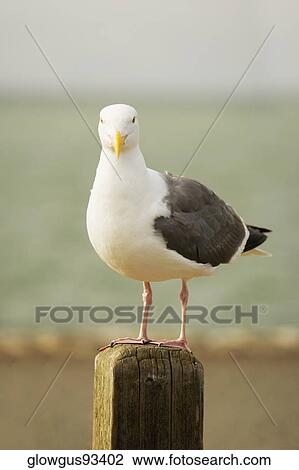 Close-up of a bird on a wooden post View Large Photo Image Stock Image - Close-up of a bird on a wooden post. Fotosearch