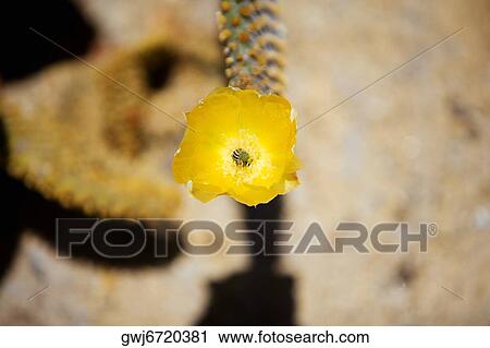 Close-up of a cactus flower View Large Photo Image Stock Image - Close-up of a cactus flower. Fotosearch