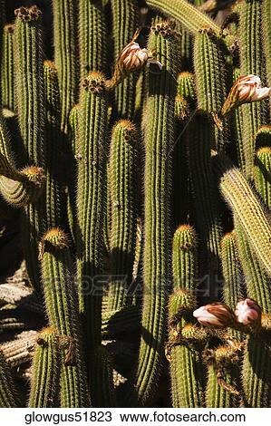 Stock Image - Close-up of a cactus plant. Fotosearch