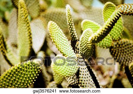 Close-up of a cactus plant View Large Photo Image Stock Image - Close-up of a cactus plant. Fotosearch