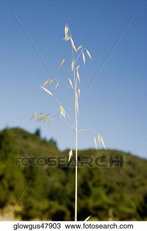 Close-up of a corn plant View Large Photo Image Stock Image - Close-up of a corn plant. Fotosearch