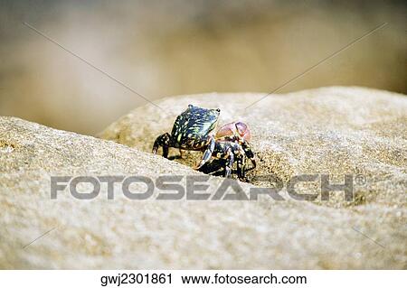 Close-up of a crab on a rock, La Jolla Reefs, San Diego Bay, San Diego, California, USA View Large Photo Image Stock Image - Close-up of a crab on a rock, La Jolla Reefs, San Diego Bay, San Diego, California, USA. Fotosearch