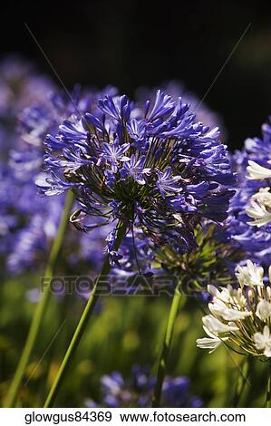 Close-up of a flower bed View Large Photo Image Stock Photo - Close-up of a flower bed. Fotosearch