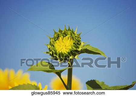 Close-up of a flower bud View Large Photo Image Stock Photography - Close-up of a flower bud. Fotosearch