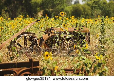 Close-up of a harvester in a cultivated field View Large Photo Image Picture - Close-up of a harvester in a cultivated field. Fotosearch