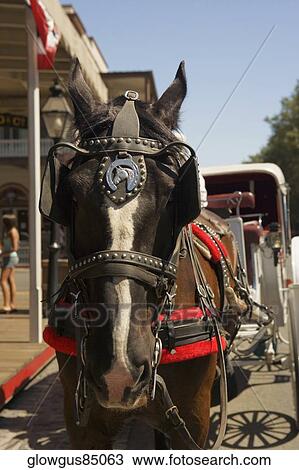 Stock Image - Close-up of a horse. Fotosearch
