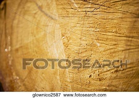 Close-up of a log View Large Photo Image Stock Photo - Close-up of a log. Fotosearch