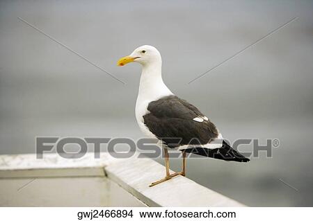 Close-up of a seagull on a rock, La Jolla Reefs, San Diego Bay, California, USA View Large Photo Image Picture - Close-up of a seagull on a rock, La Jolla Reefs, San Diego Bay, California, USA. Fotosearch