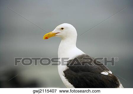 Close-up of a seagull on a rock, La Jolla Reefs, San Diego Bay, California, USA View Large Photo Image Stock Photo - Close-up of a seagull on a rock, La Jolla Reefs, San Diego Bay, California, USA. Fotosearch