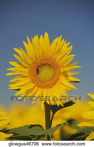 Stock Photograph - Close-up of a sunflower. Fotosearch
