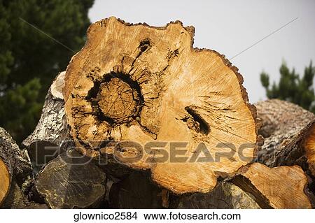Close-up of a tree ring View Large Photo Image Picture - Close-up of a tree ring. Fotosearch