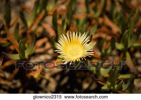 Close-up of a yellow flower View Large Photo Image Stock Photography - Close-up of a yellow flower. Fotosearch