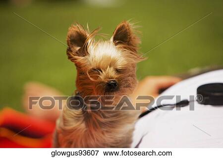 Close-up of a Yorkshire Terrier with its master View Large Photo Image Stock Photo - Close-up of a Yorkshire Terrier with its master. Fotosearch