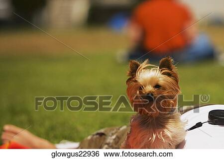 Close-up of a Yorkshire Terrier with its master View Large Photo Image Stock Photograph - Close-up of a Yorkshire Terrier with its master. Fotosearch