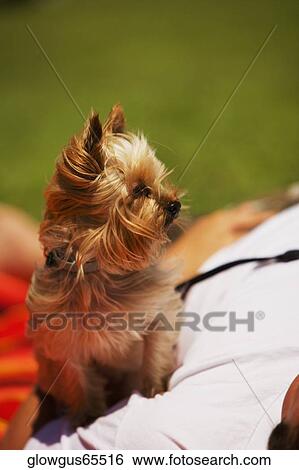 Close-up of a Yorkshire Terrier with its master View Large Photo Image Stock Photograph - Close-up of a Yorkshire Terrier with its master. Fotosearch