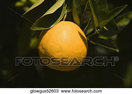 Close-up of an orange on the branch of an orange tree View Large Photo Image Stock Image - Close-up of an orange on the branch of an orange tree. Fotosearch