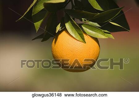 Close-up of an orange on the branch of an orange tree View Large Photo Image Stock Photo - Close-up of an orange on the branch of an orange tree. Fotosearch