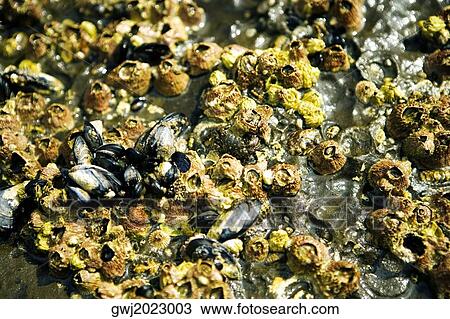Close-up of barnacles on a reef, La Jolla Reefs, San Diego Bay, California, USA View Large Photo Image Stock Image - Close-up of barnacles on a reef, La Jolla Reefs, San Diego Bay, California, USA. Fotosearch