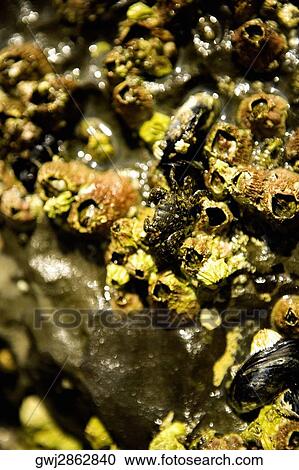 Close-up of barnacles on a reef, La Jolla Reefs, San Diego Bay, California, USA View Large Photo Image Stock Image - Close-up of barnacles on a reef, La Jolla Reefs, San Diego Bay, California, USA. Fotosearch