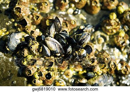 Close-up of barnacles on a reef, La Jolla Reefs, San Diego Bay, California, USA View Large Photo Image Stock Image - Close-up of barnacles on a reef, La Jolla Reefs, San Diego Bay, California, USA. Fotosearch