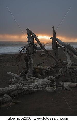 Close-up of driftwood on the beach View Large Photo Image Stock Image - Close-up of driftwood on the beach. Fotosearch