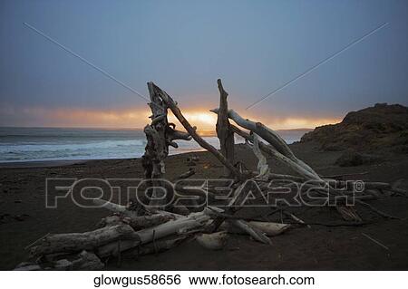 Close-up of driftwood on the beach View Large Photo Image Stock Photograph - Close-up of driftwood on the beach. Fotosearch