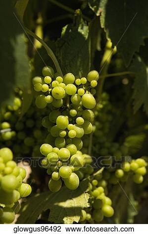 Close-up of grapes on the vine View Large Photo Image Stock Image - Close-up of grapes on the vine. Fotosearch