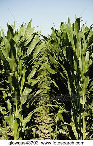 Close-up of plants in a field View Large Photo Image Stock Image - Close-up of plants in a field. Fotosearch