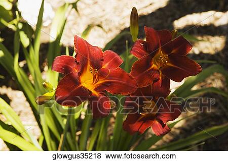 Close-up of red and yellow lilies View Large Photo Image Stock Photo - Close-up of red and yellow lilies. Fotosearch