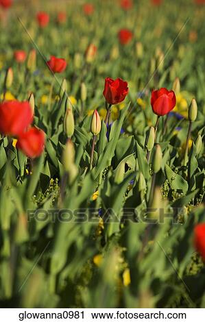 Stock Image - Close-up of red roses. Fotosearch