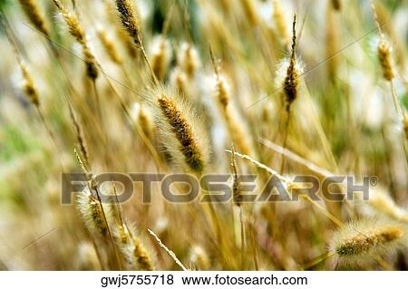 Stock Photo - Close-up of stalks of wheat, San Diego, California, USA. Fotosearch