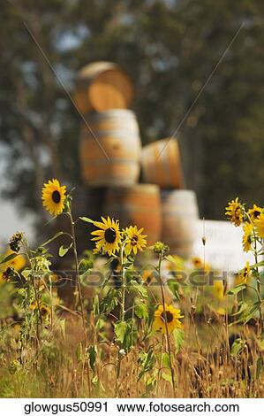 Close-up of sunflower plants in a field View Large Photo Image Stock Image - Close-up of sunflower plants in a field. Fotosearch