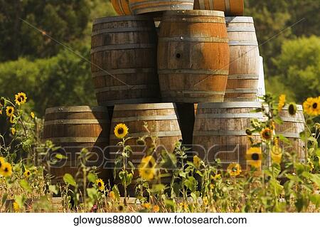 Stock Image - Close-up of sunflower plants in a field. Fotosearch