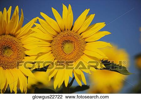 Close-up of sunflowers View Large Photo Image Stock Image - Close-up of sunflowers. Fotosearch