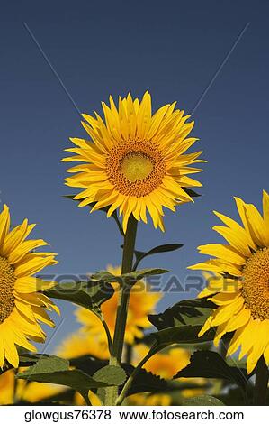 Close-up of sunflowers View Large Photo Image Stock Photo - Close-up of sunflowers. Fotosearch