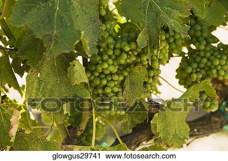 Close-up of unripe grapes on grapevine View Large Photo Image Stock Image - Close-up of unripe grapes on grapevine. Fotosearch