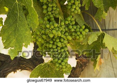 Close-up of unripe grapes on grapevine View Large Photo Image Stock Photo - Close-up of unripe grapes on grapevine. Fotosearch