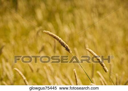 Close-up of wheat crops in a field View Large Photo Image Stock Photography - Close-up of wheat crops in a field. Fotosearch