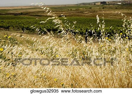 Corn crop in a field View Large Photo Image Stock Photography - Corn crop in a field. Fotosearch