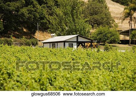 Cottage in a vineyard View Large Photo Image Stock Photograph - Cottage in a vineyard. Fotosearch