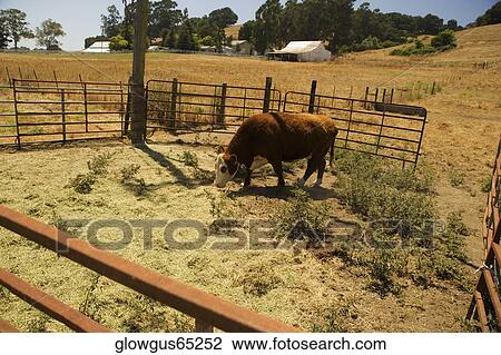 Cow grazing in a field View Large Photo Image Stock Image - Cow grazing in a field. Fotosearch