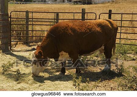 Cow grazing in a field View Large Photo Image Stock Photograph - Cow grazing in a field. Fotosearch