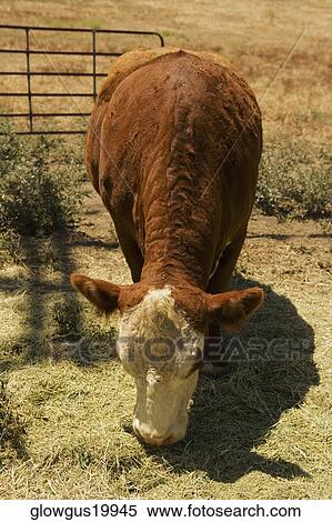 Cow grazing in a field View Large Photo Image Stock Photography - Cow grazing in a field. Fotosearch