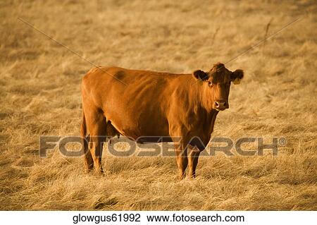 Cow standing in a field View Large Photo Image Stock Image - Cow standing in a field. Fotosearch